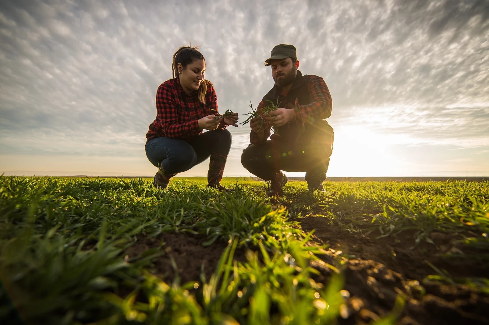 agriculture